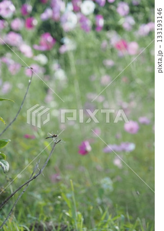 コスモス畑のまえのえだにとまるトンボ 133193146