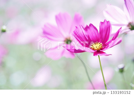 ピンクのコスモスの花のアップ 133193152