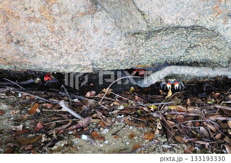 海辺の岩陰に潜む小さな爪の赤いカニ 133193330