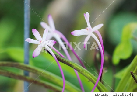 富貴蘭 朱天王の赤い花 富貴蘭 朱天王の赤い花 133193342