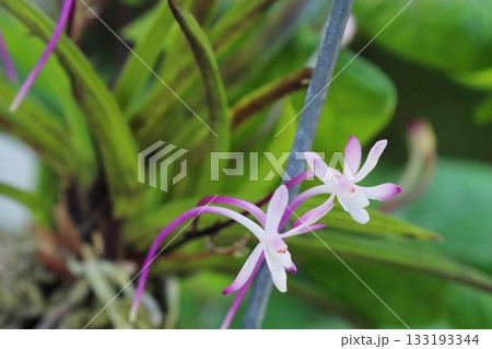 富貴蘭　朱天王の赤い花 133193344