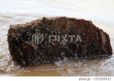 海辺のフジツボのついた岩 海辺のフジツボのついた岩 133193415