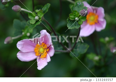 日陰でひっそりと咲く 133193557