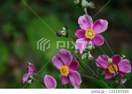 日陰でひっそりと咲く 日陰でひっそりと咲く 133193560