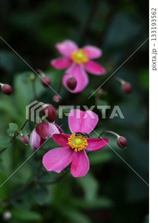 日陰でひっそりと咲く 日陰でひっそりと咲く 133193562