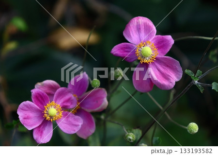 日陰でひっそりと咲く 日陰でひっそりと咲く 133193582
