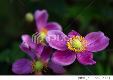 日陰でひっそりと咲く 日陰でひっそりと咲く 133193584