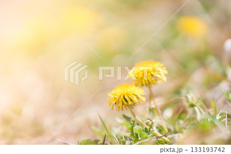 温かみのある光さす土手に咲くたんぽぽの花 133193742
