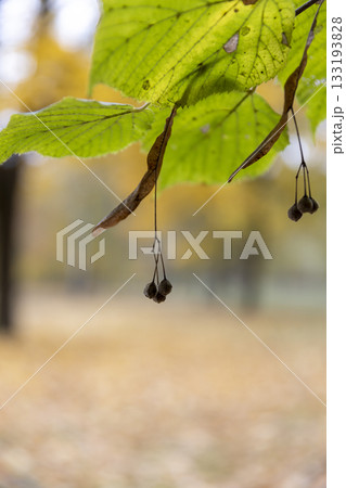 green foliage and dry seeds of the linden tree in the autumn season, branches with hanging linden foliage that begins to turn yellow in the middle of autumn 133193828