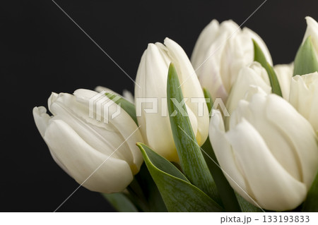 beautiful fresh white tulips with green leaves in a large floral bouquet, a large number of fresh white tulip flowers in a holiday gift bouquet beautiful fresh white tulips with green leaves in a large floral bouquet, a large number of fresh white tulip flowers in a holiday gift bouquet 133193833