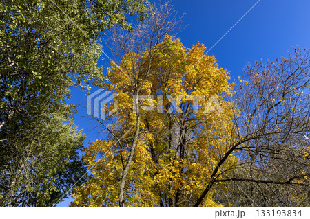 maple trees in the autumn season against the background of the blue sky in sunny weather, beautiful changes in nature during the autumn cold snap and a change in the color of trees maple trees in the autumn season against the background of the blue sky in sunny weather, beautiful changes in nature during the autumn cold snap and a change in the color of trees 133193834