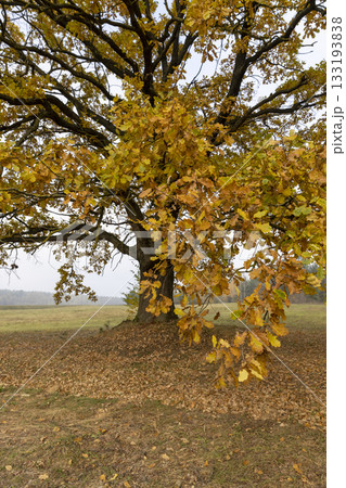 details of oak branches with beautiful yellow and orange foliage against a gray sky, cloudy weather in mid-autumn before the fall of leaves and the yellow foliage of the oak details of oak branches with beautiful yellow and orange foliage against a gray sky, cloudy weather in mid-autumn before the fall of leaves and the yellow foliage of the oak 133193838