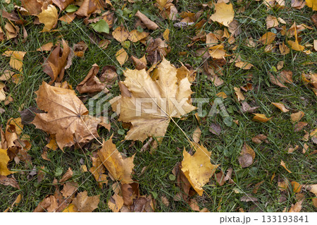 sparsely foliage of deciduous trees in the green grass in autumn, yellow foliage of maples and other trees that have fallen to the ground in the autumn season 133193841