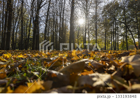 yellowing maple foliage in sunny weather, big changes in the forest on maple trees in autumn, the sun shines through the trees and shines through the yellow foliage 133193848
