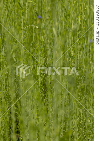 a field with flax during the beginning of flowering in the summer, a field with long flax plants in the summer 133193857
