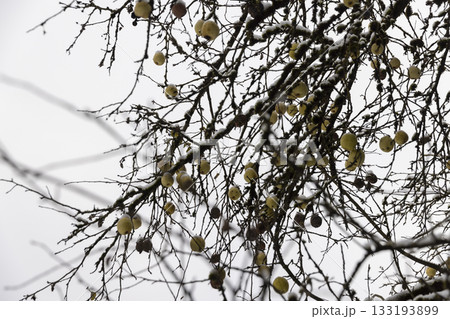 ripe yellow pears hanging on the branches of a pear tree in the winter season in cloudy weather, pear branches without foliage but with yellow pears covered with snow in the winter ripe yellow pears hanging on the branches of a pear tree in the winter season in cloudy weather, pear branches without foliage but with yellow pears covered with snow in the winter 133193899