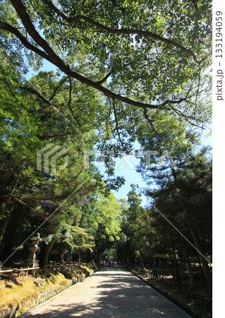 奈良公園 春日大社参道 奈良公園 春日大社参道 133194059
