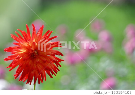 色鮮やかな大輪 133194105