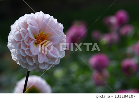 色鮮やかな大輪 133194107