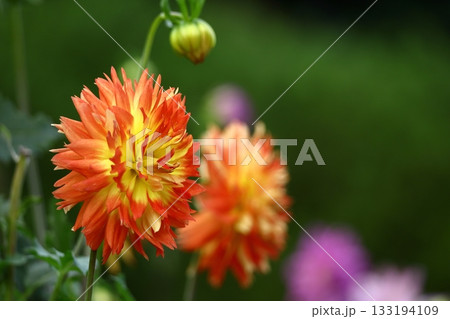 色鮮やかな大輪 色鮮やかな大輪 133194109