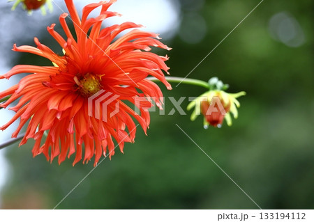 色鮮やかな大輪 色鮮やかな大輪 133194112