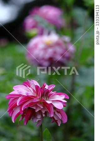 色鮮やかな大輪 133194113