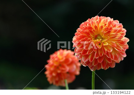 色鮮やかな大輪 133194122