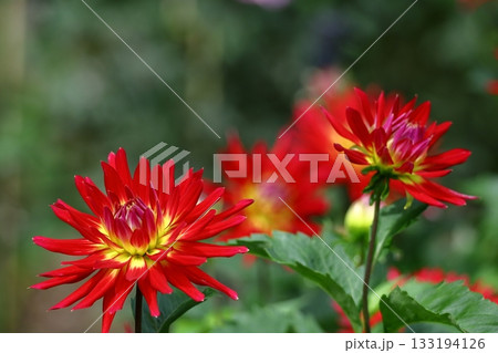 色鮮やかな大輪 色鮮やかな大輪 133194126