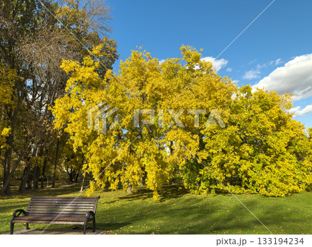 Park Bench Golden Yellow Autumn Tree Clear Sky 133194234