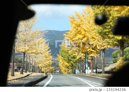 車内から見える秋の紅葉した銀杏並木 133194236