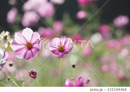 ピンクのコスモスの花のアップ ピンクのコスモスの花のアップ 133194468