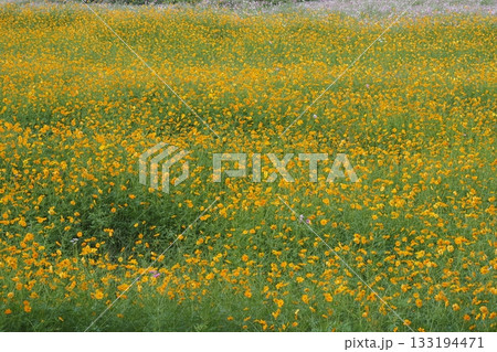 キバナコスモスの花畑 133194471