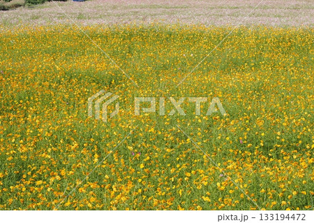 満開のキバナコスモスの花畑 133194472