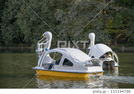 石神井公園ボート池のスワン 133194786