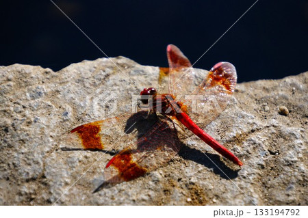 岩にとまる赤トンボ 133194792