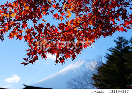 富士山と紅葉 富士山と紅葉 133194817