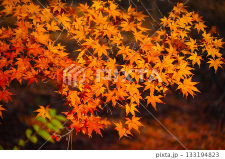 ライトアップされた紅葉 ライトアップされた紅葉 133194823