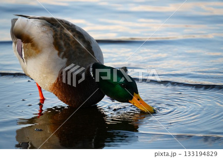 水辺でエサを探すカモ 水辺でエサを探すカモ 133194829