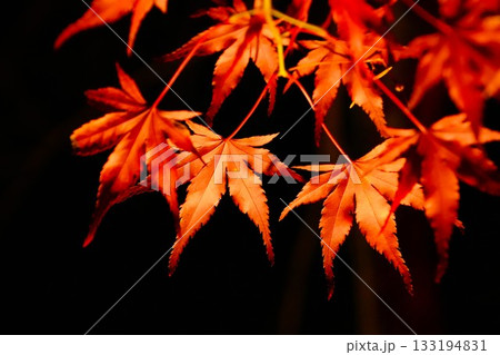 夜の紅葉 133194831