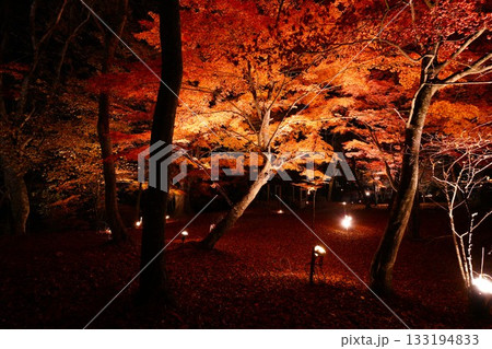 ライトアップされた紅葉 133194833