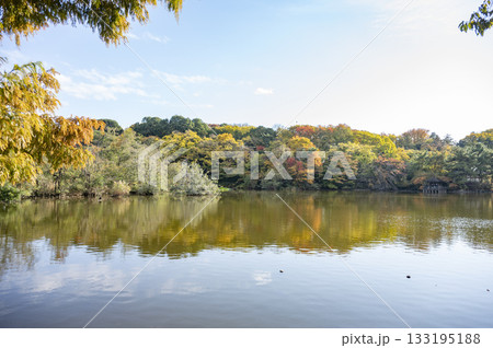 石神井公園三宝寺池 133195188