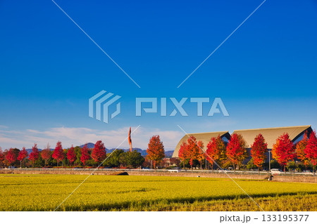 朝もやに輝く田園風景 133195377