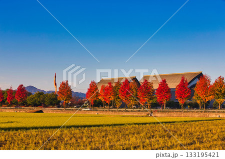 朝もやに輝く田園風景 朝もやに輝く田園風景 133195421