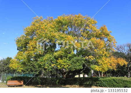 紅葉したて実をつけた榎（エノキ）の大木 133195532