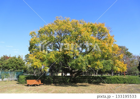 紅葉したて実をつけた榎（エノキ）の大木 133195533