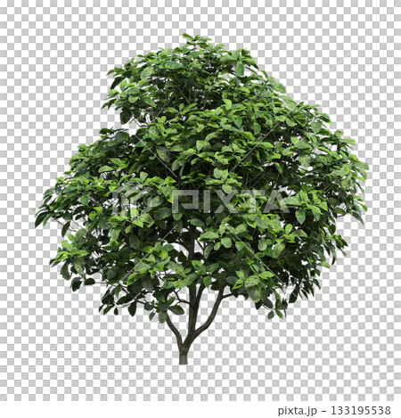 deciduous tree, isolate on a transparent background, 3d illustration 133195538
