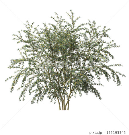deciduous tree, isolate on a transparent background, 3d illustration deciduous tree, isolate on a transparent background, 3d illustration 133195543