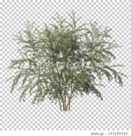 deciduous tree, isolate on a transparent background, 3d illustration deciduous tree, isolate on a transparent background, 3d illustration 133195543