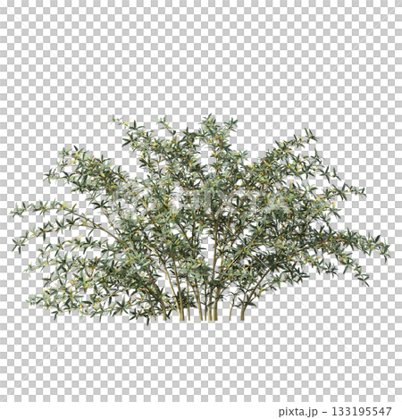 deciduous tree, isolate on a transparent background, 3d illustration deciduous tree, isolate on a transparent background, 3d illustration 133195547