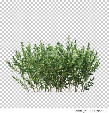 deciduous tree, isolate on a transparent background, 3d illustration deciduous tree, isolate on a transparent background, 3d illustration 133195550